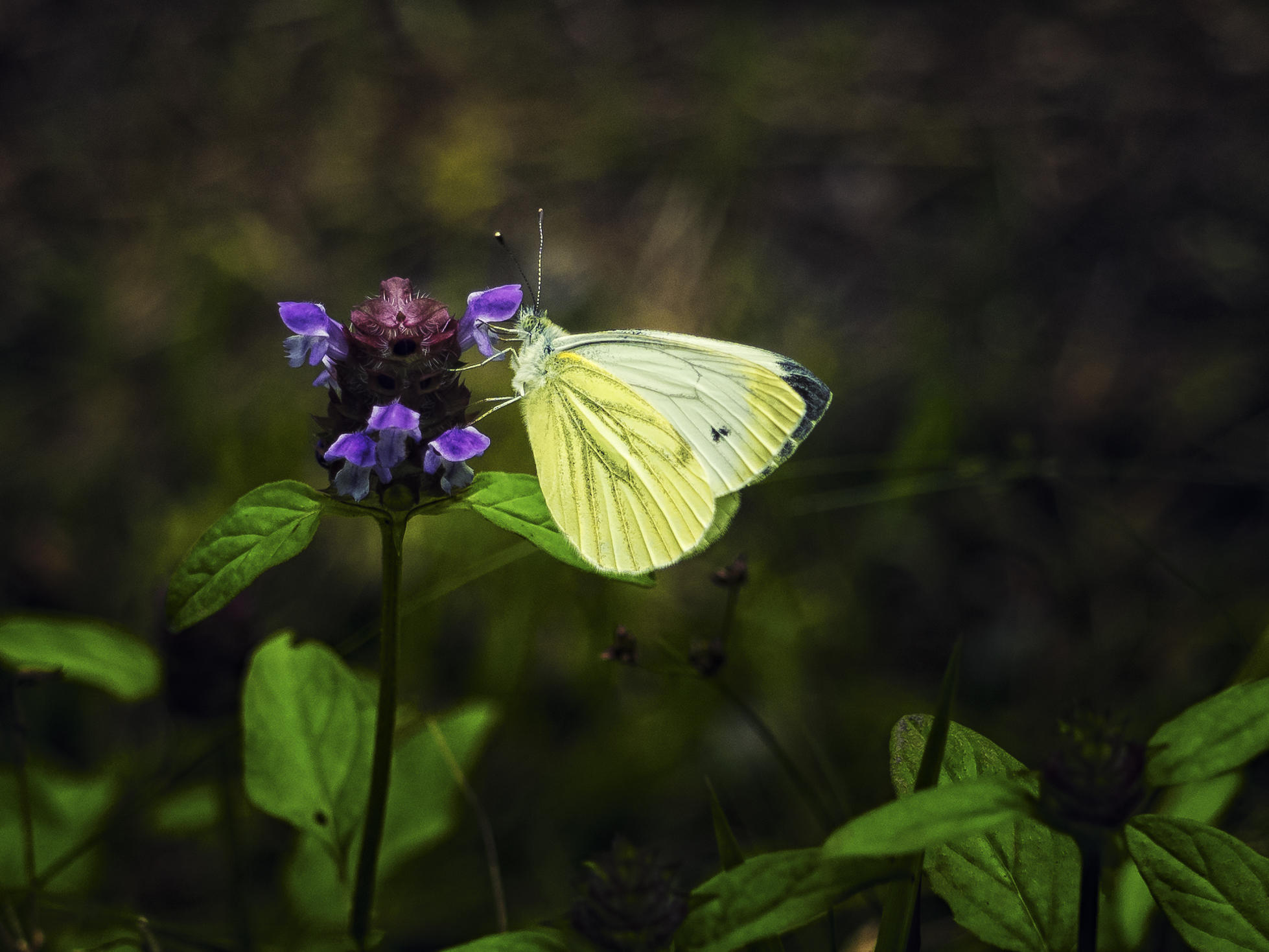 Фото бесплатно бабочка, зеленая трава, цветок