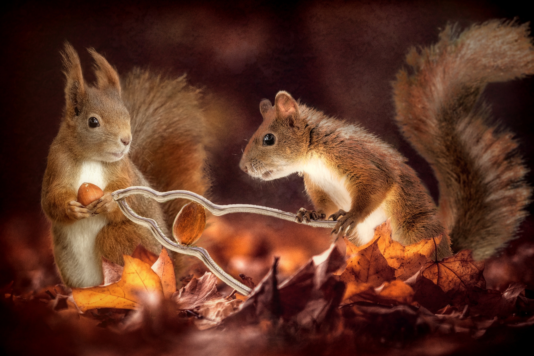 Free photo Squirrels and nuts