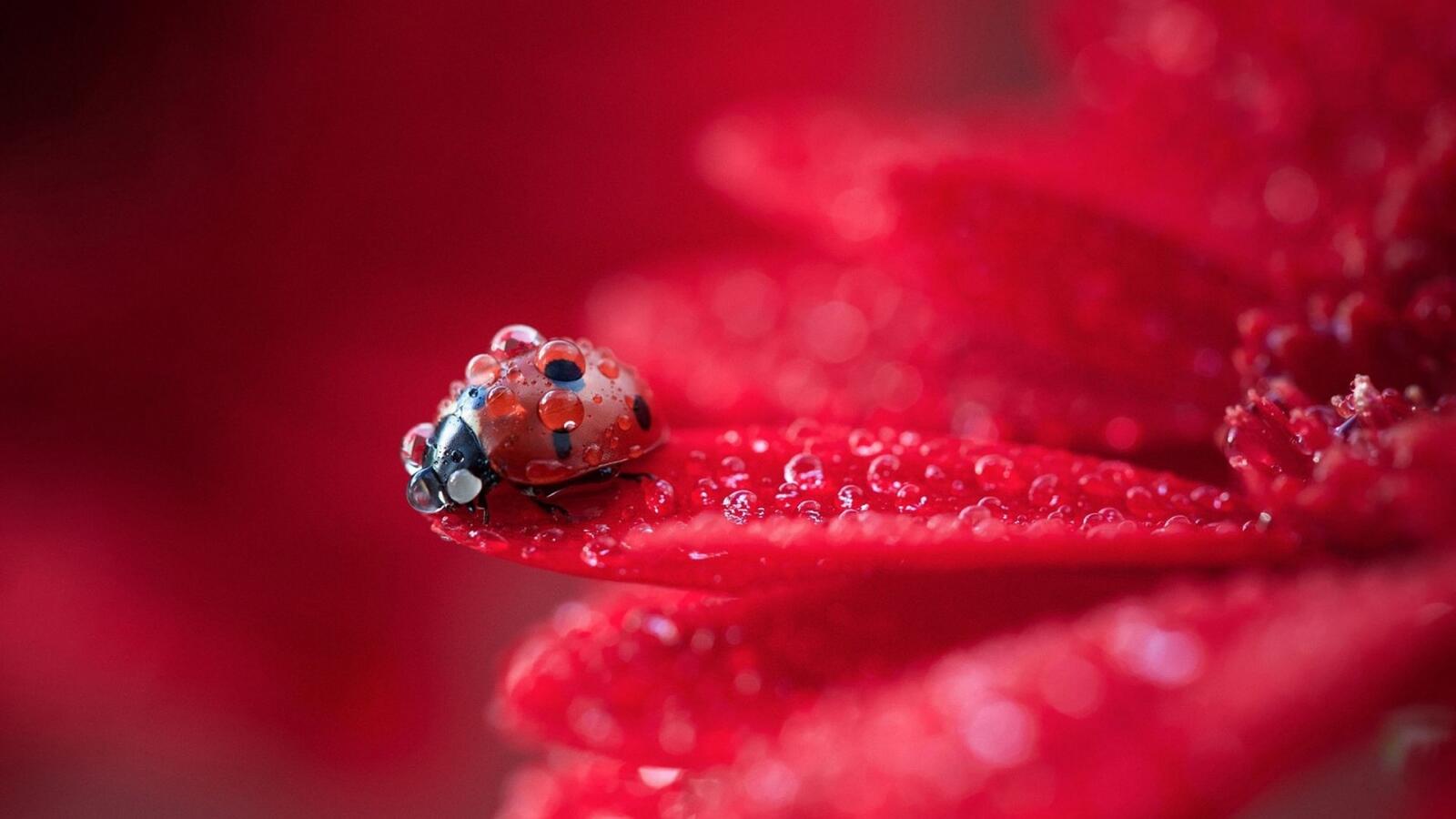 Wallpapers ladybug drops of water red on the desktop