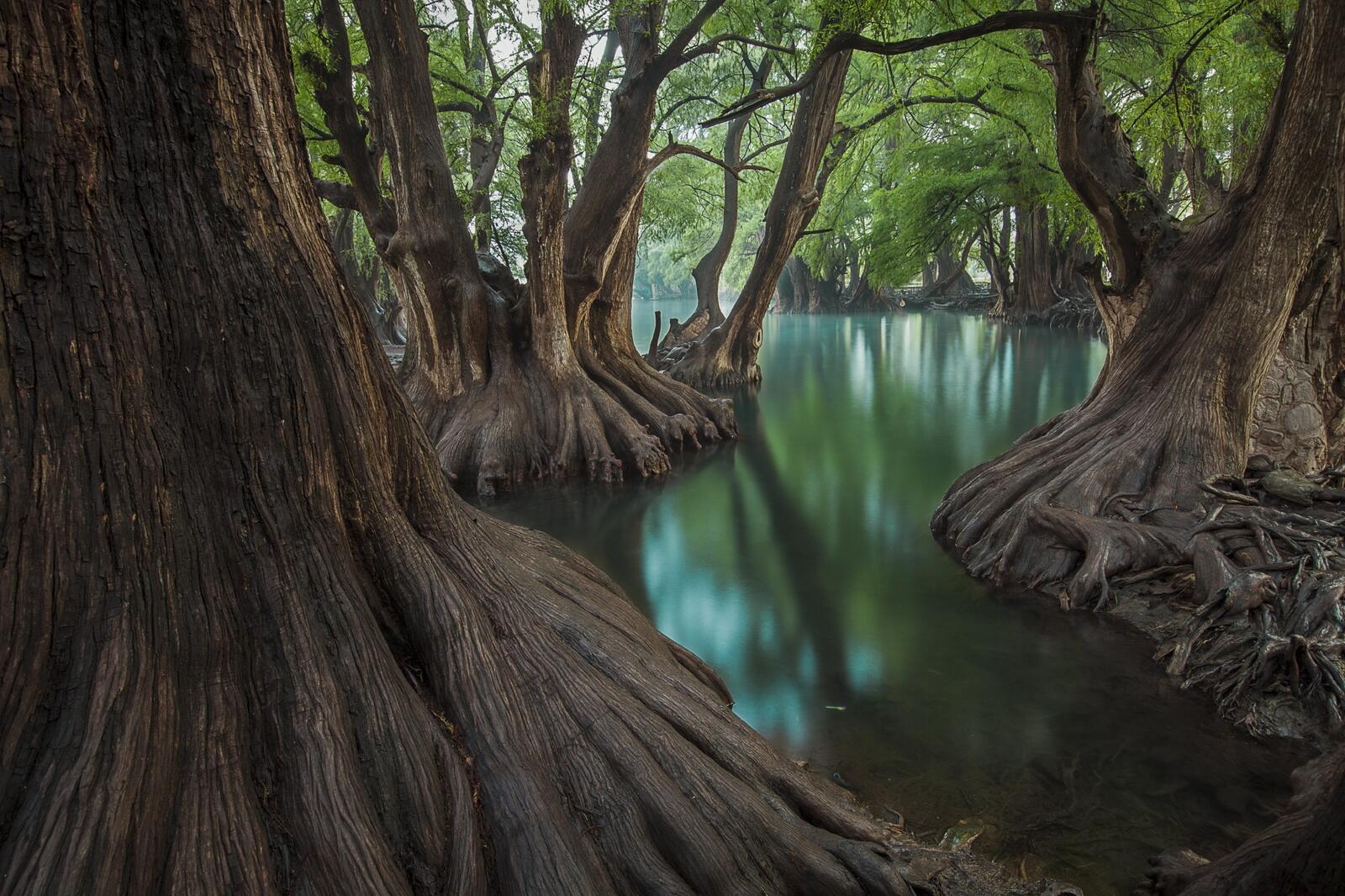 Free photo Old-growth forest on the water