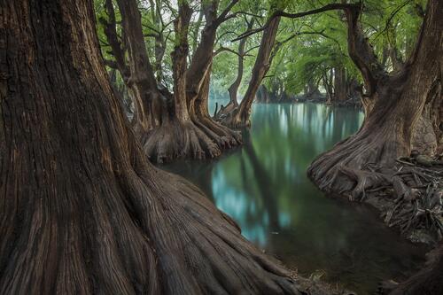Старый лес на воде