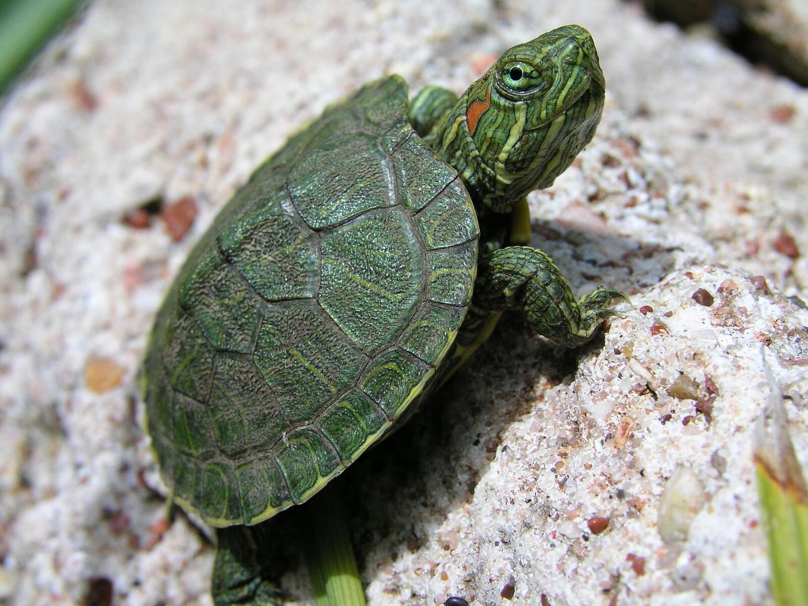 Free photo Little red-eared turtle