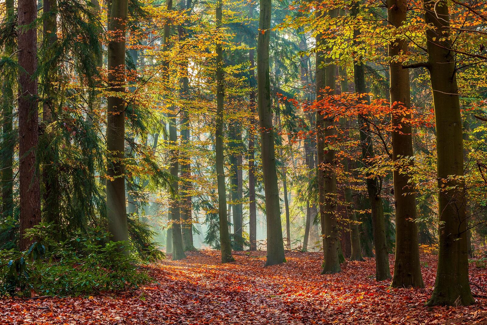 Wallpapers fallen leaves coniferous forest autumn on the desktop