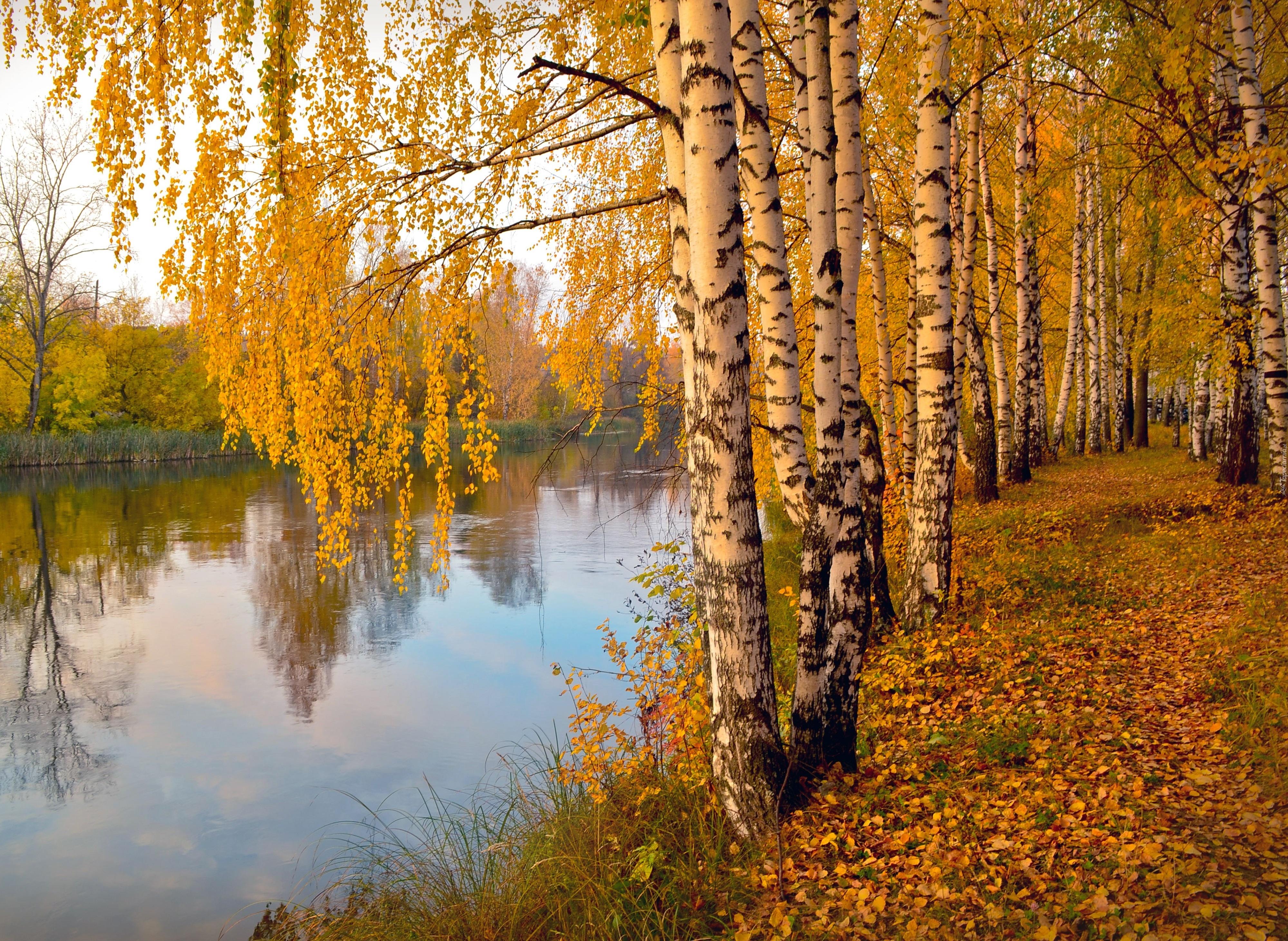 Wallpapers autumn river birches on the desktop