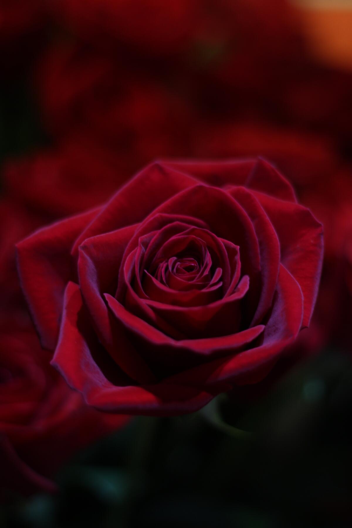 Бутон красивой розы