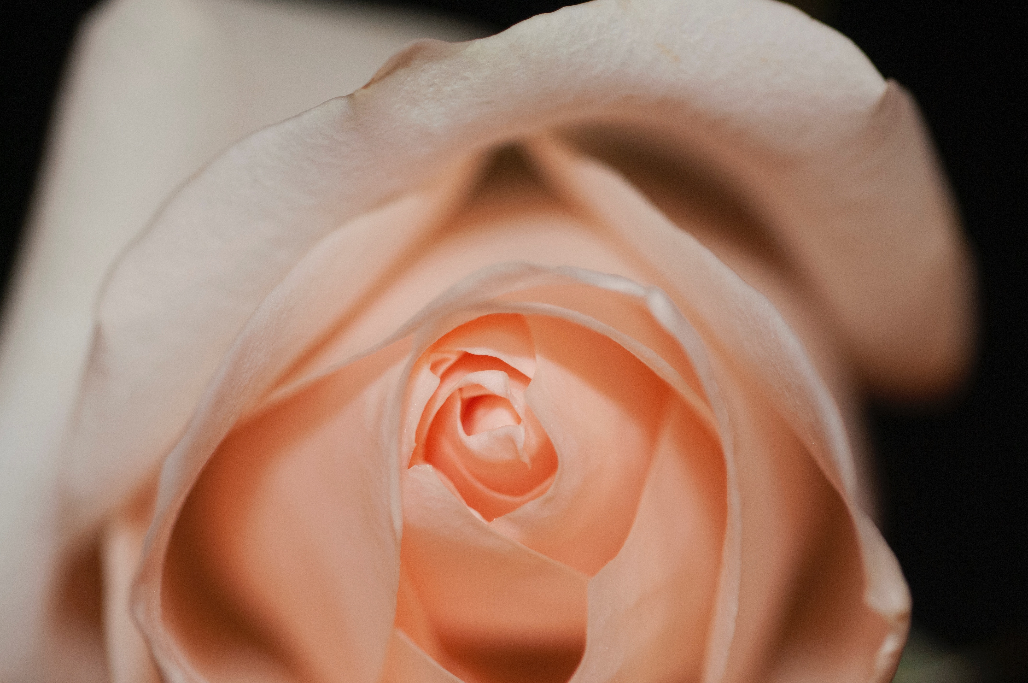 Фото рука, цветок, растение, белый, фотографии, лепесток, цветочный, роза, красный, розовый, рот, крупным планом, человеческое тело, глаз, кожа - бесплатные картинки на Fonwall