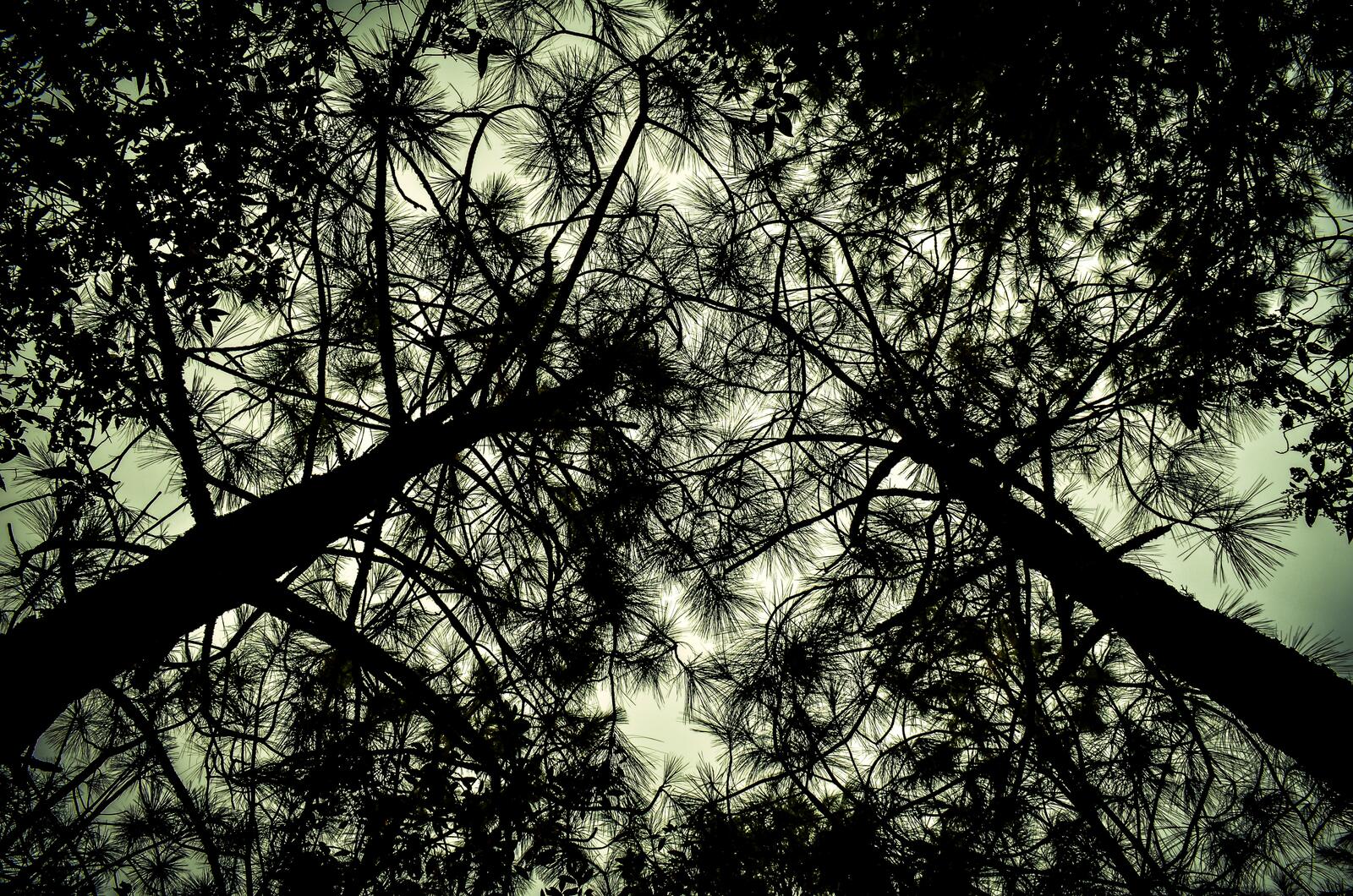 Wallpapers trees bottom view branches on the desktop