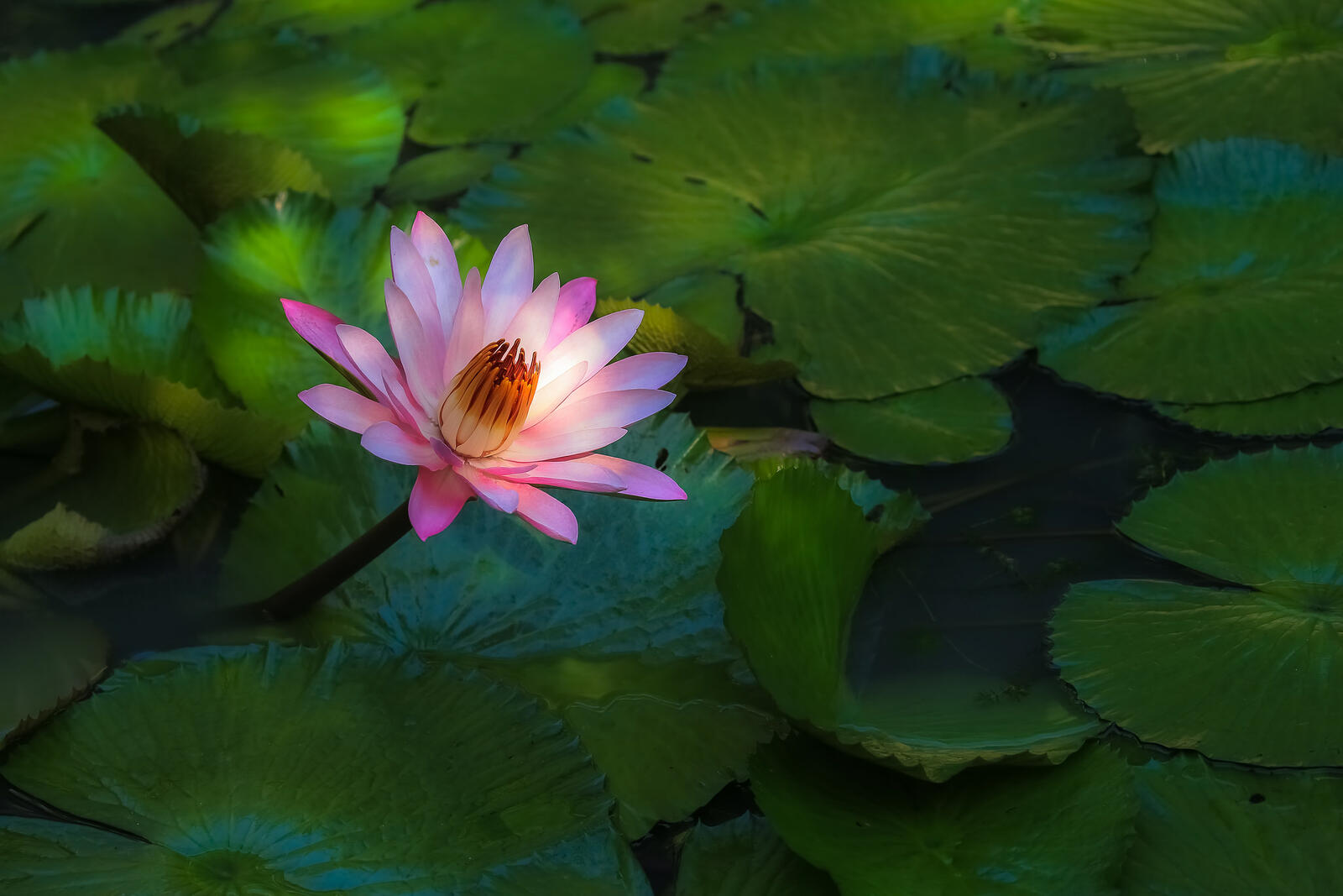 Wallpapers water lily body of water beautiful flower on the desktop