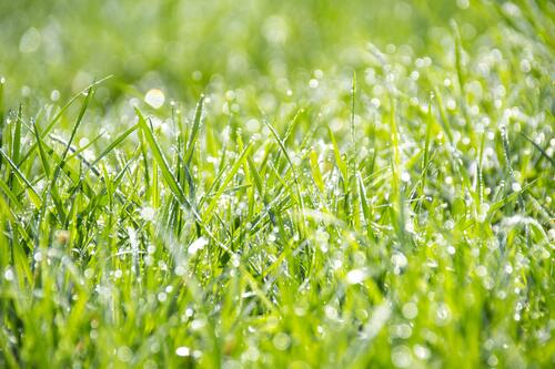 Капельки росы на зеленой траве