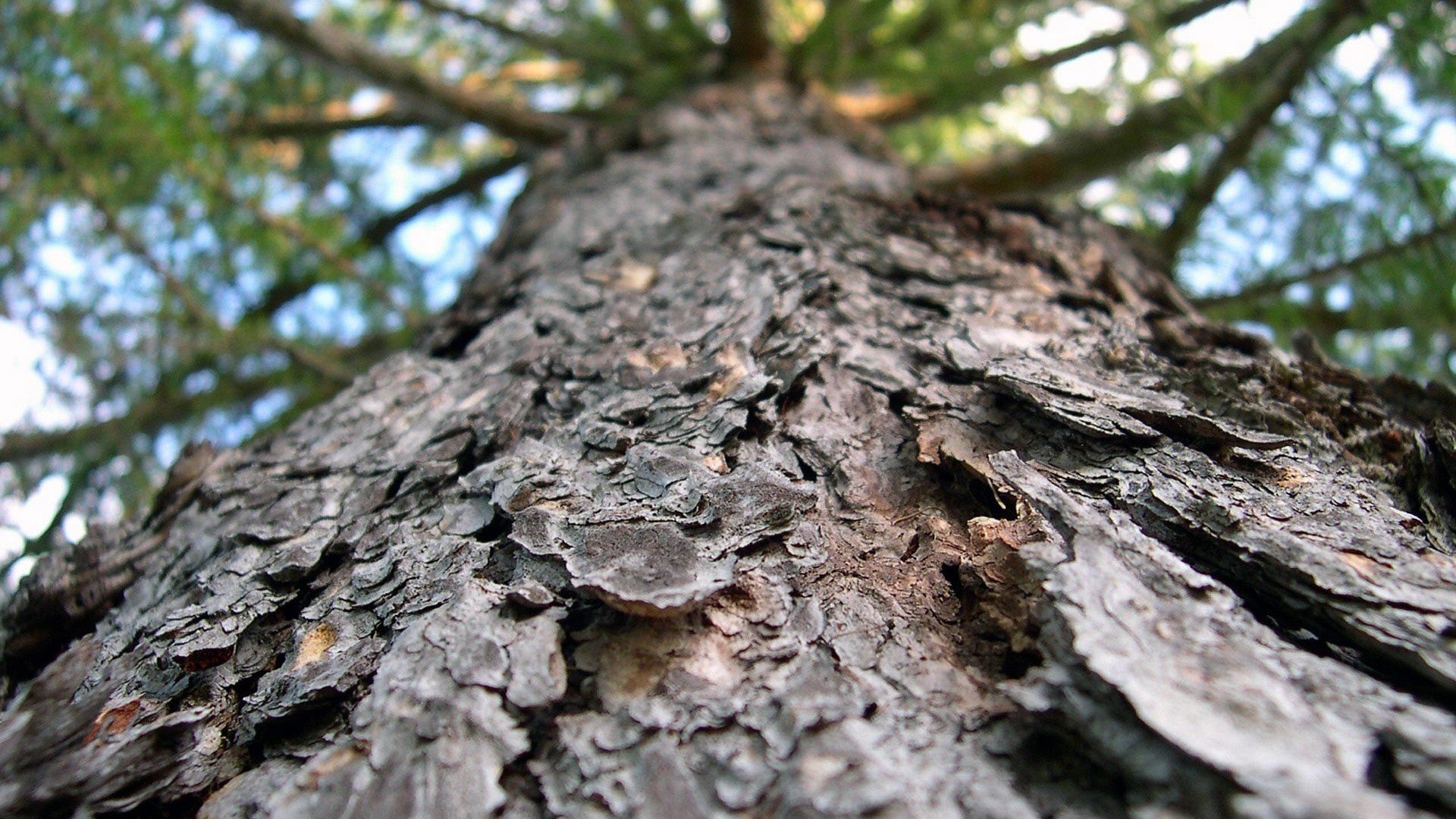 Фото бесплатно древесная кора, макро, деревья
