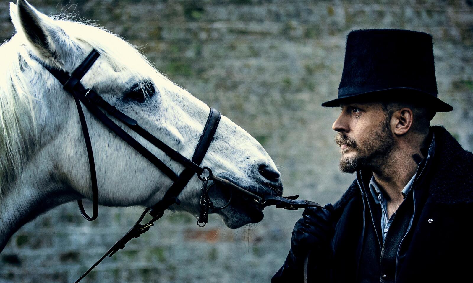 Wallpapers horse Tom Hardy steed on the desktop