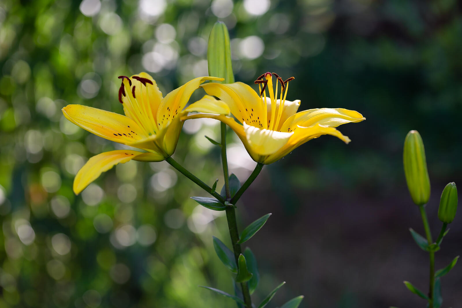Free photo Yellow Lily