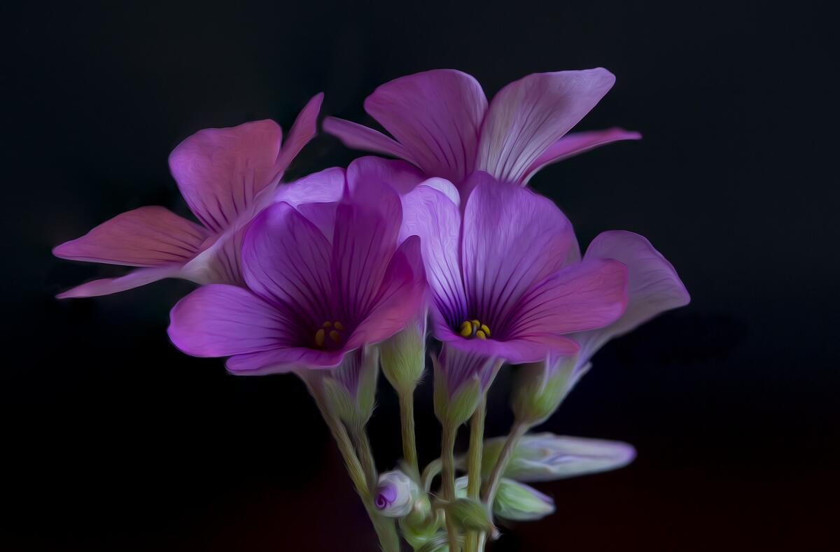 Flora screensaver, bouquet
