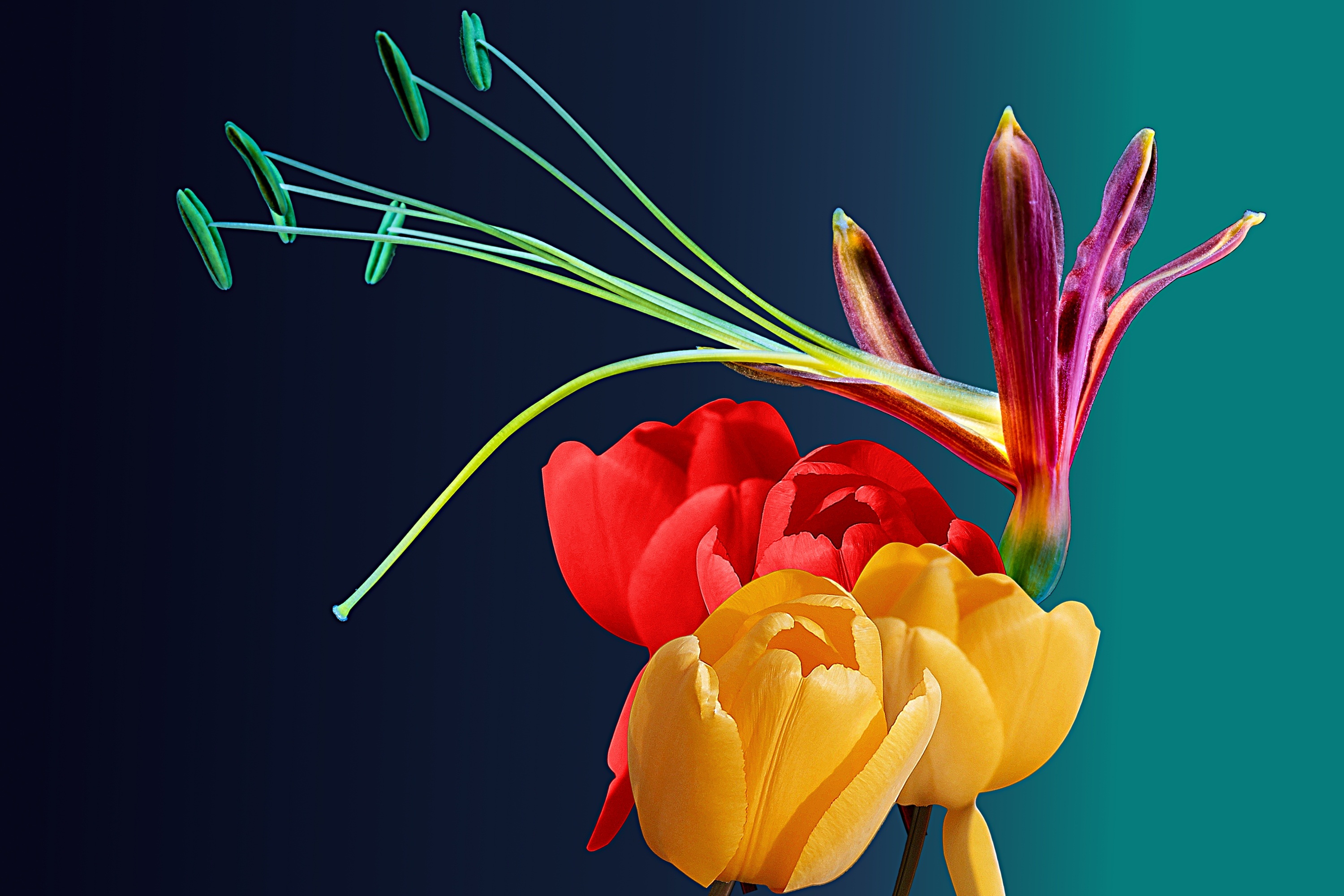 Wallpapers tulips color colorful on the desktop