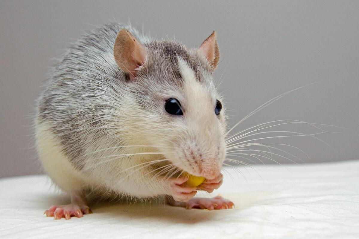 Крысенок кушает лакомство