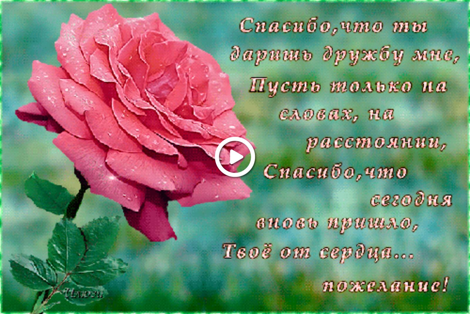 Открытка на тему открытки с благодарностью и пожеланиями бутон роза бесплатно
