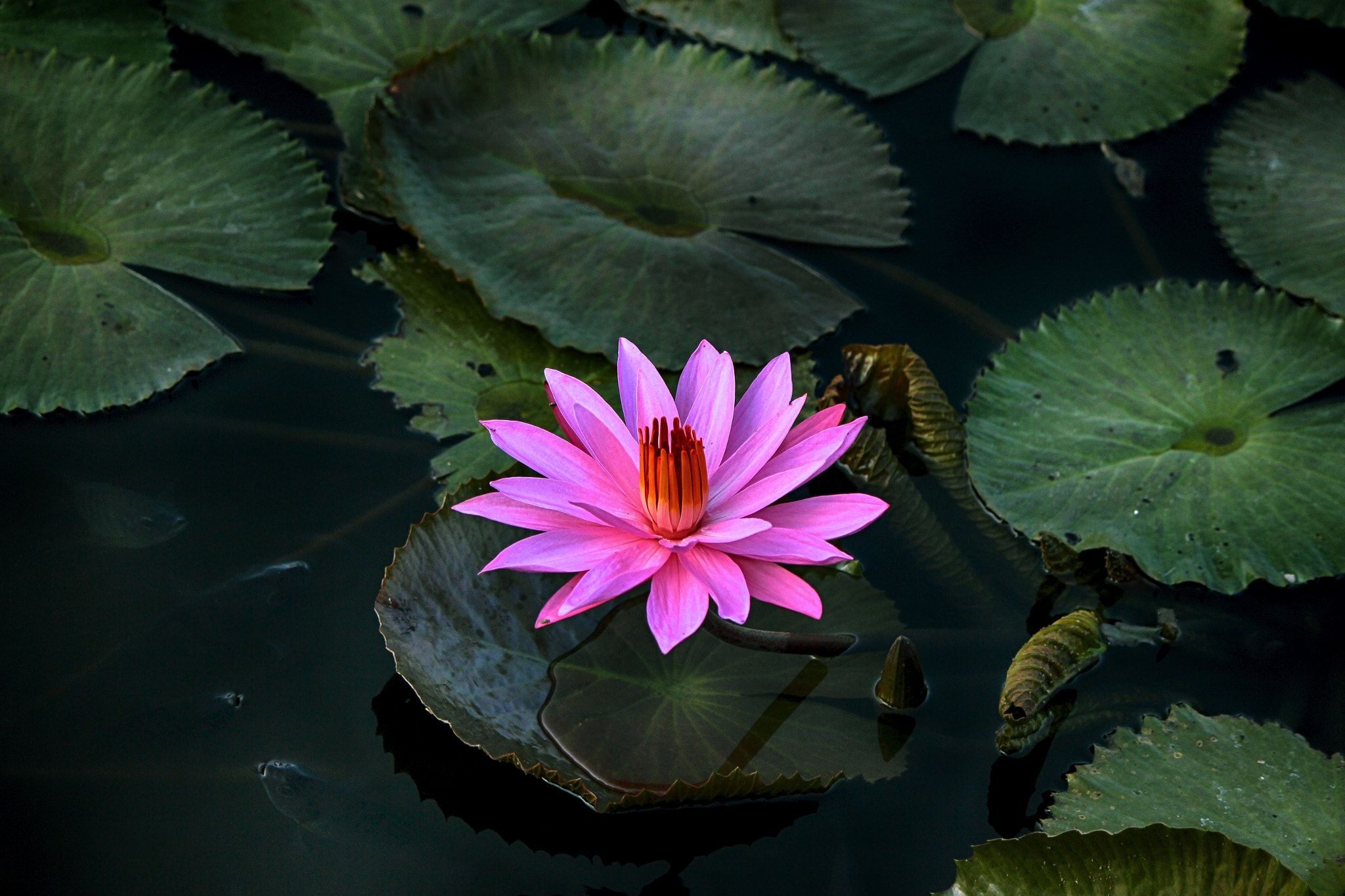 Wallpapers leaf water Lily flower on the desktop