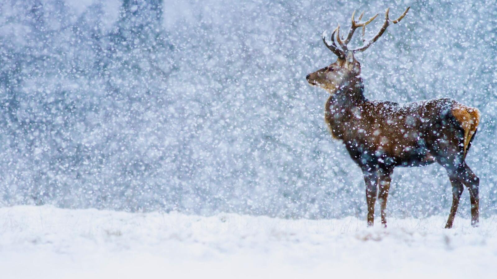 Free photo A deer on a snowy day