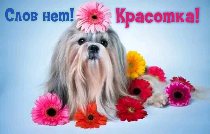 Postcard free hottie, no words, doggie in flowers
