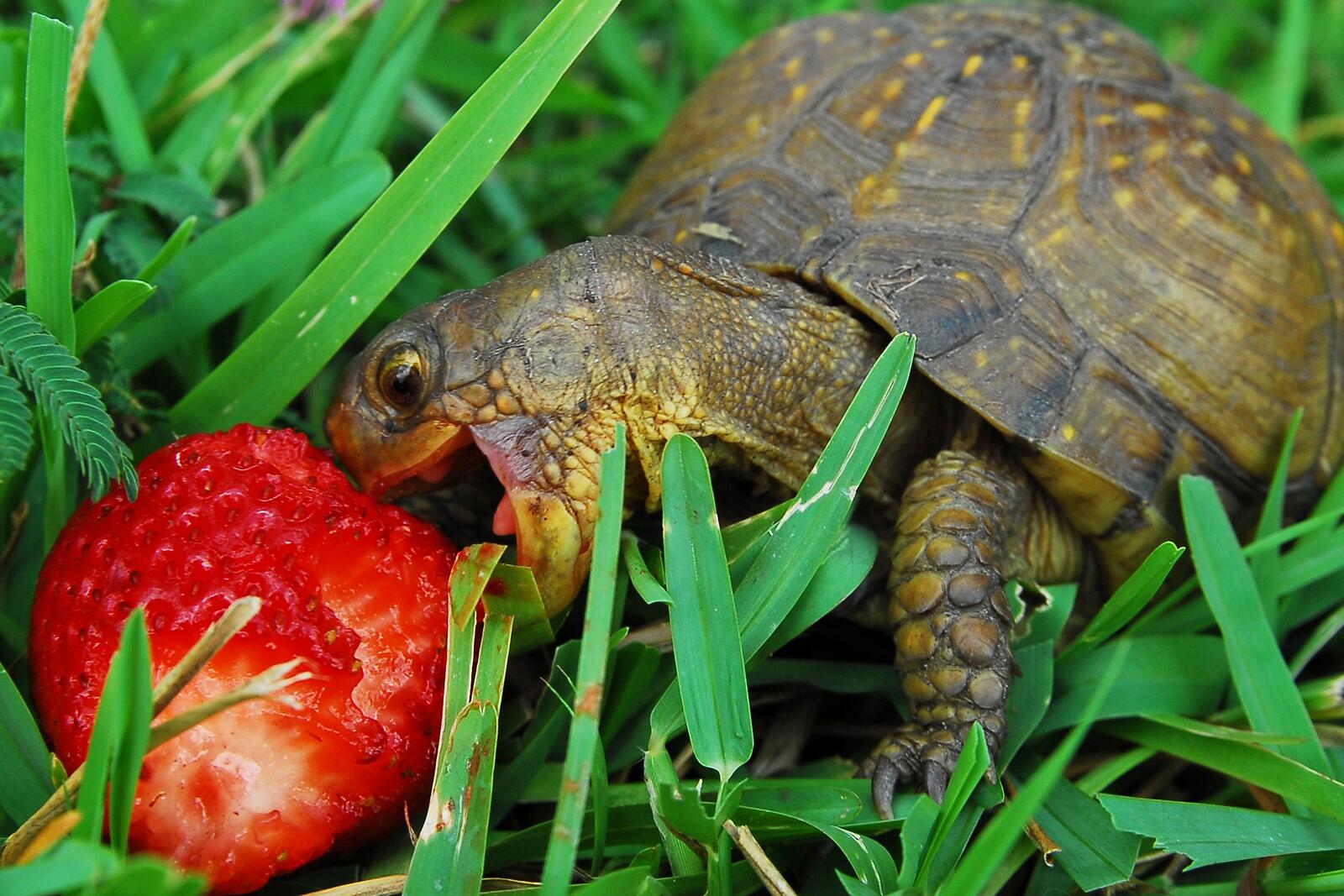 Wallpapers eating grass wallpaper turtle on the desktop