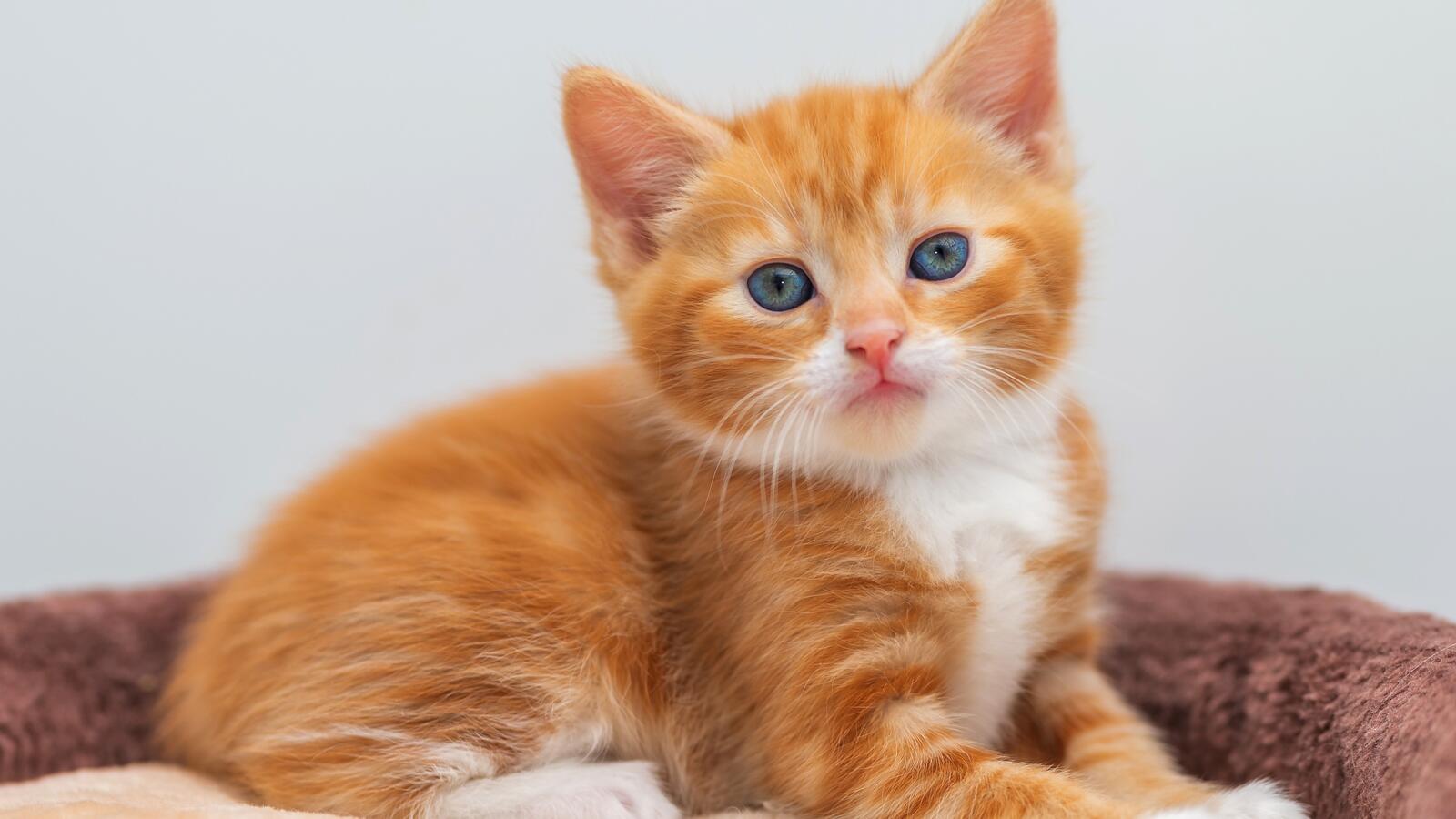 Бесплатное фото Маленький рыжий котенок