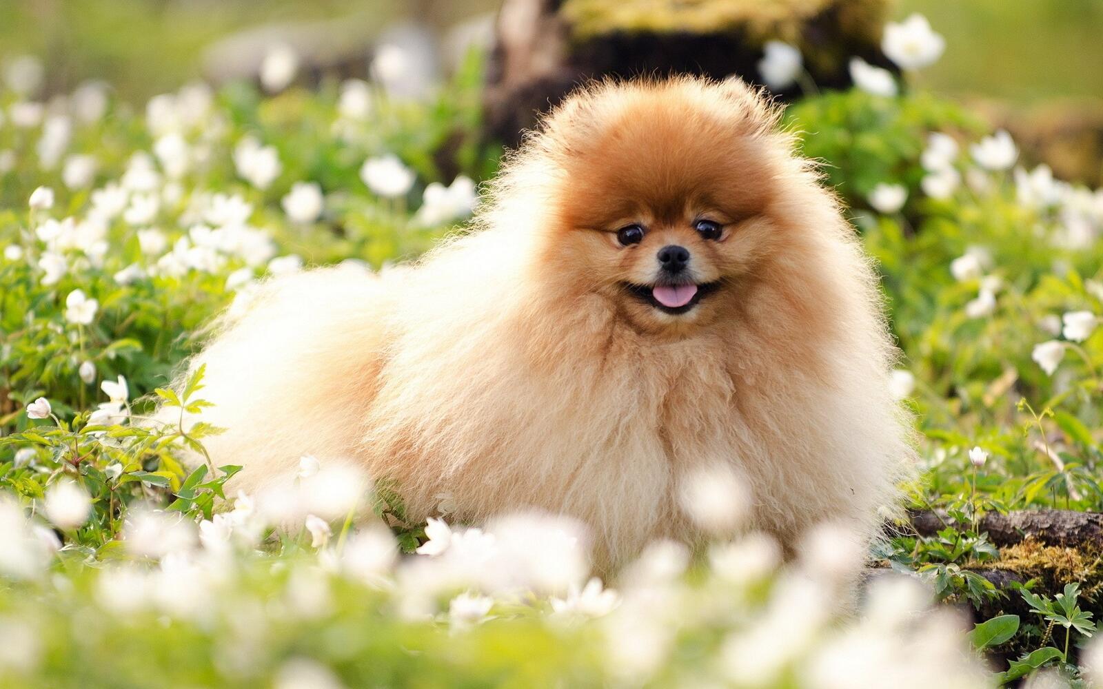 цветы трава собака