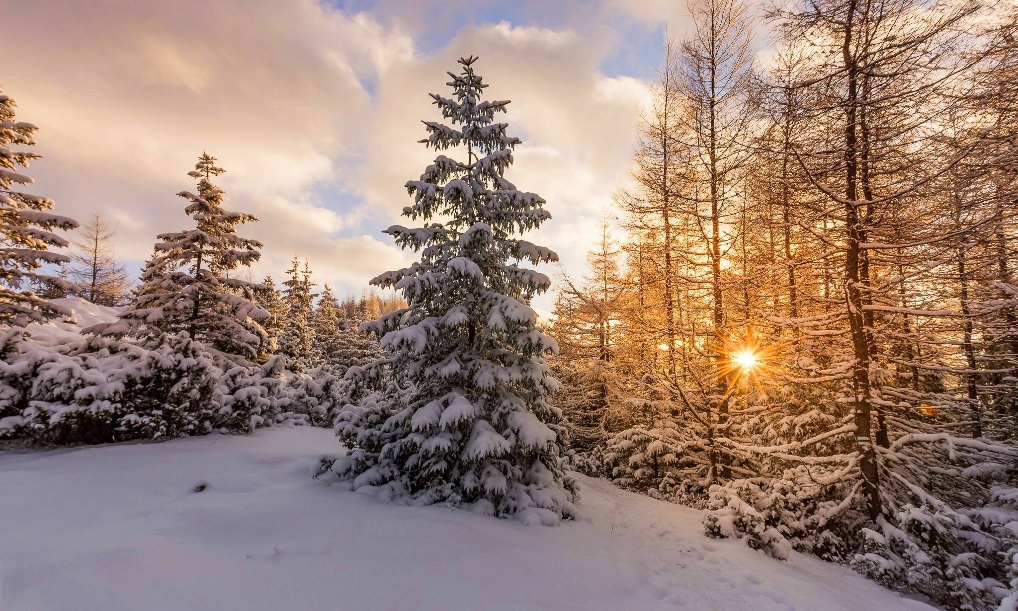 Wallpapers pine trees christmas trees winter on the desktop