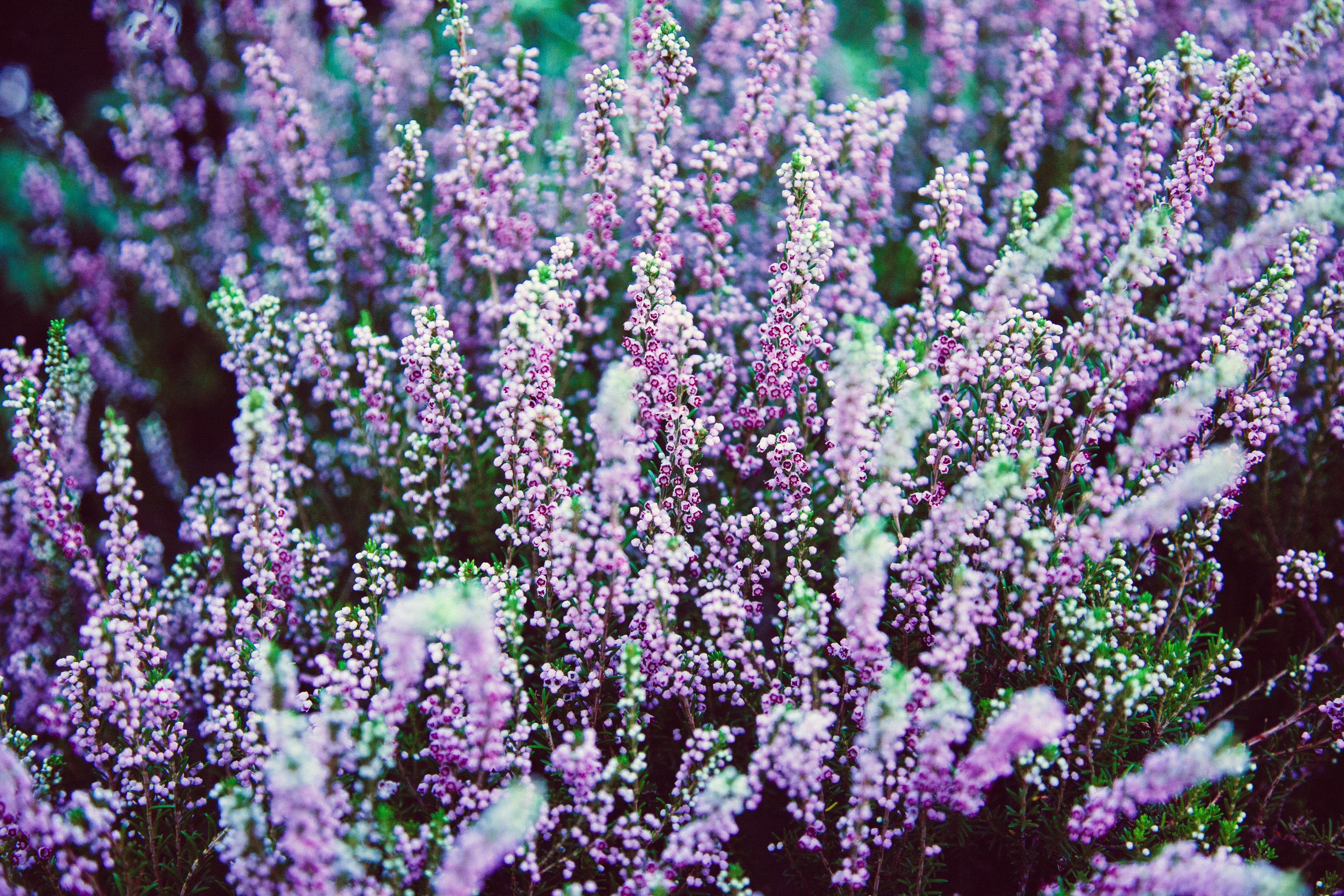 Фото бесплатно кустарник, французская лаванда, цветок