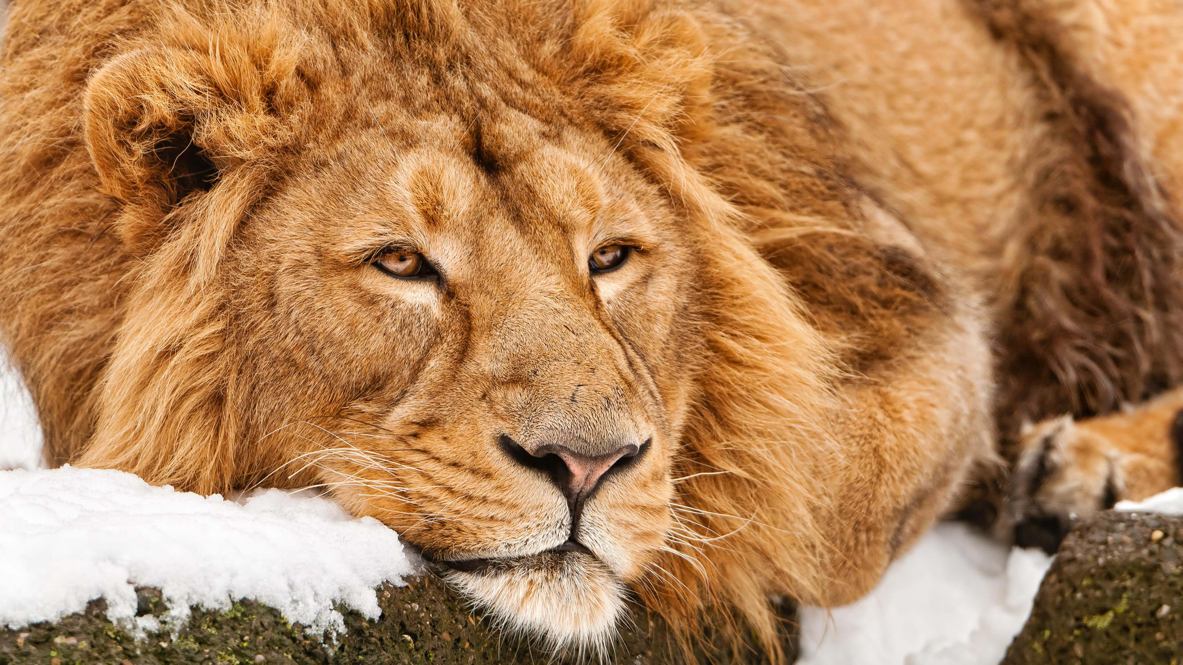 Photo free lion, resting, large