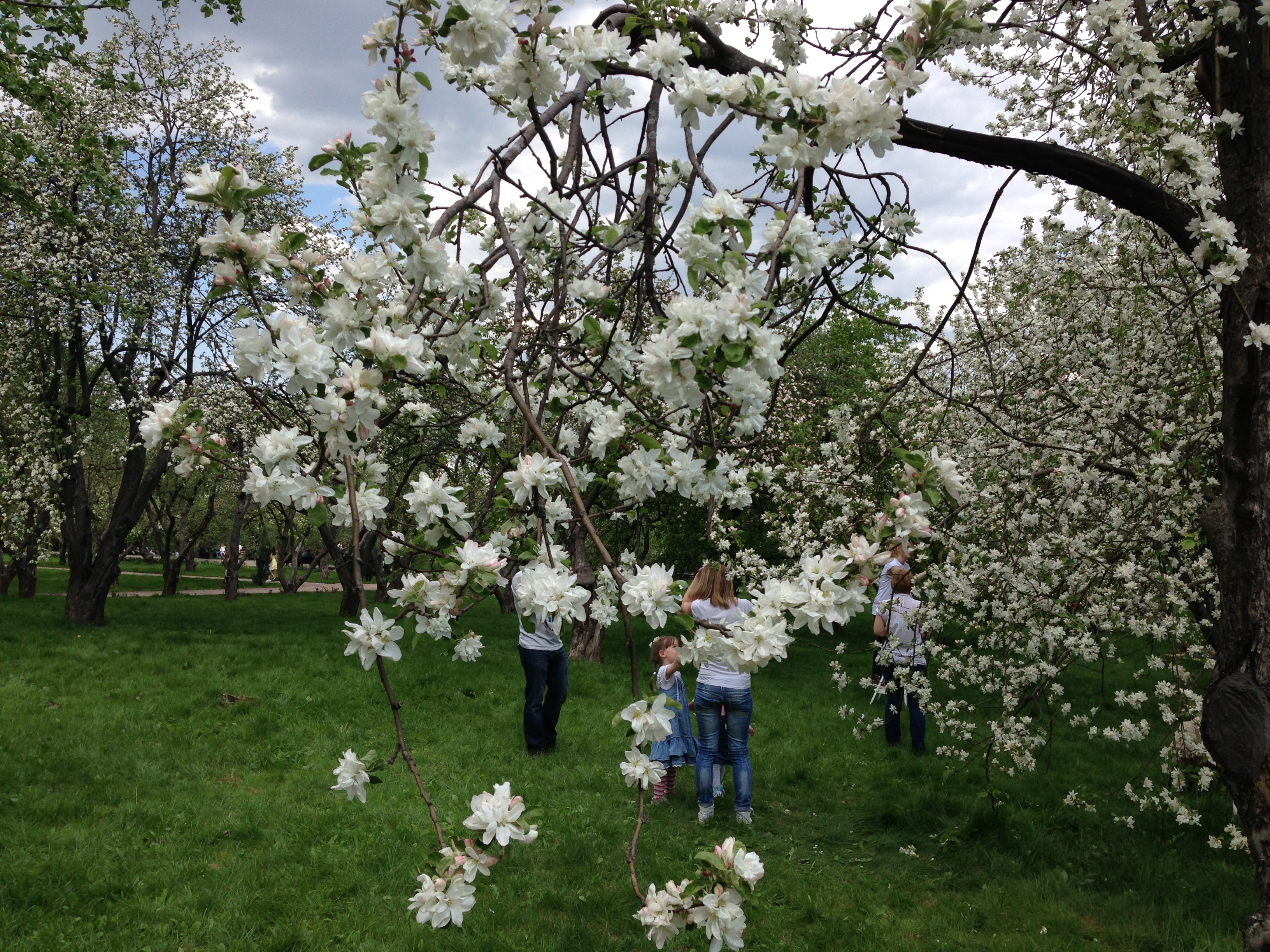 Free photo Apple trees in bloom