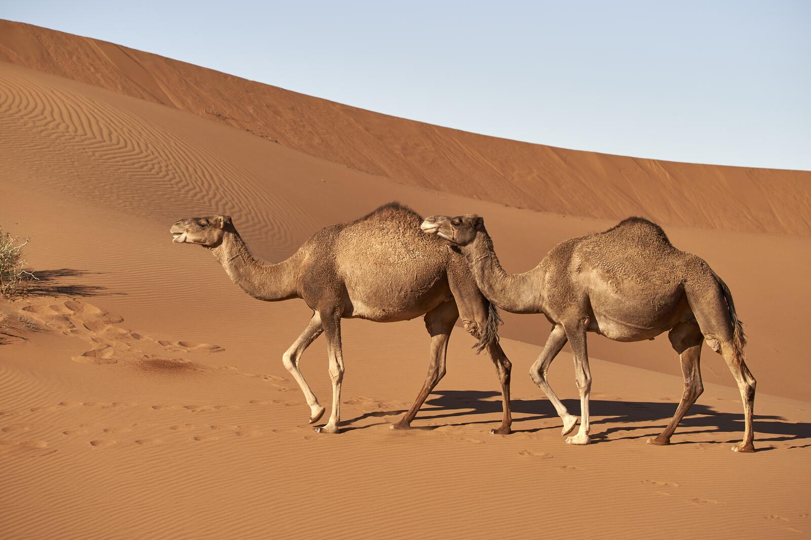 Wallpapers animal camels desert on the desktop