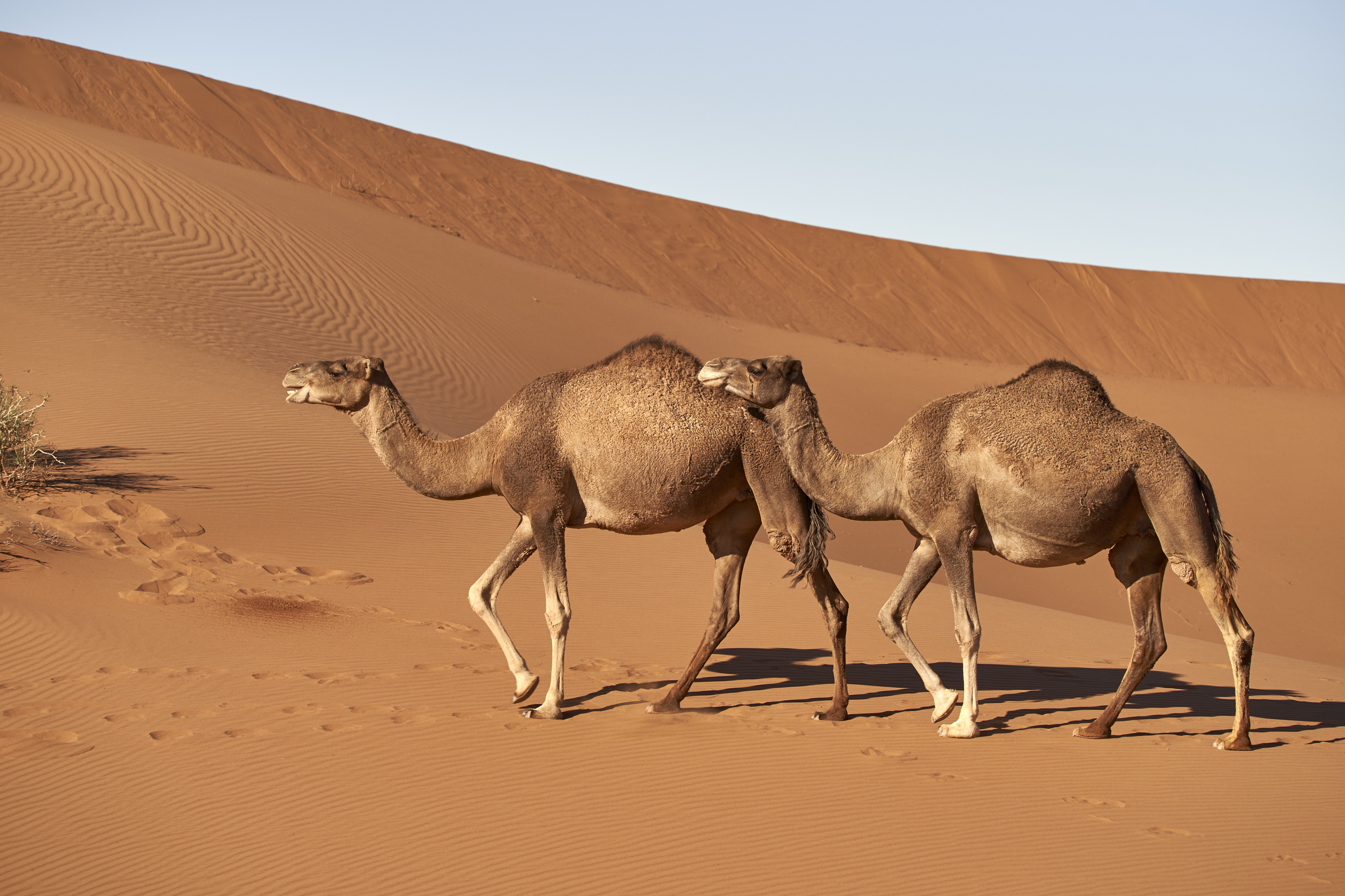 桌面上的壁纸动物 骆驼 沙漠