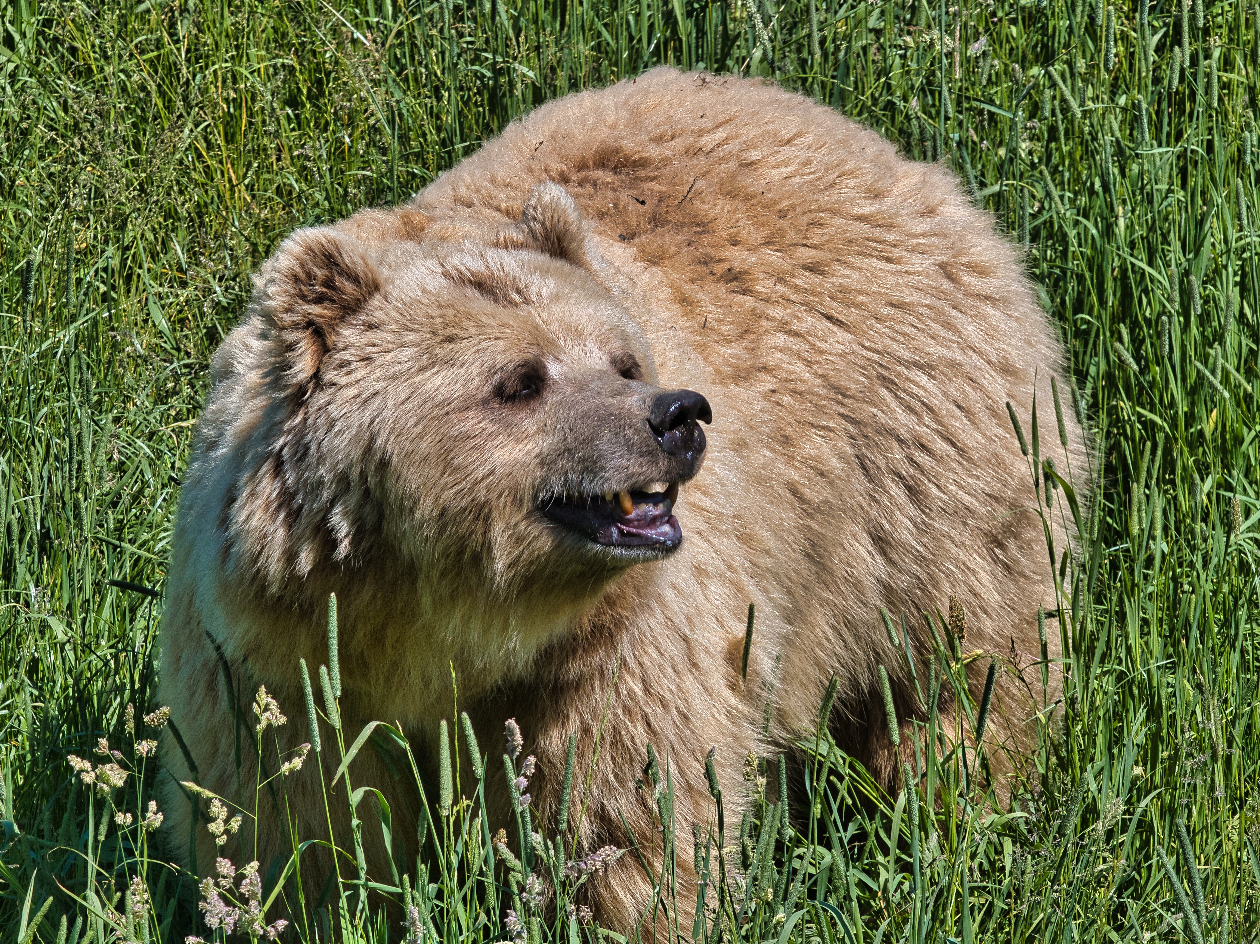 Обои бурые медведи трава медвежья трава трава на рабочий стол