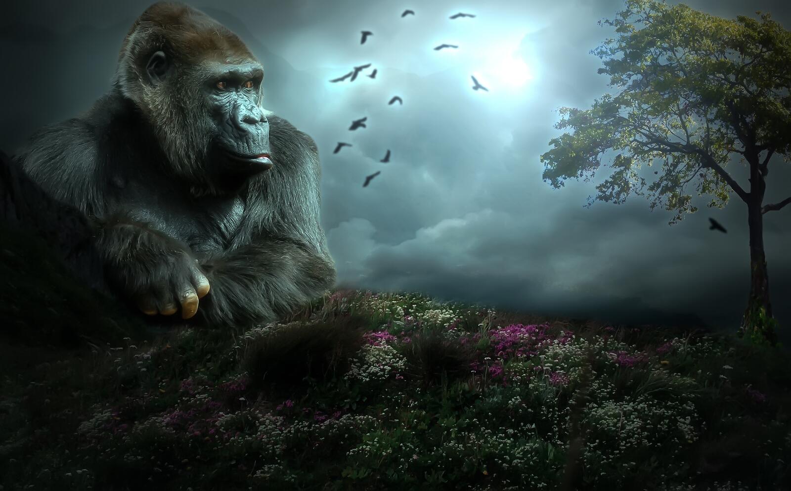 Wallpapers King Kong Gorilla giant APE-like monster on the desktop