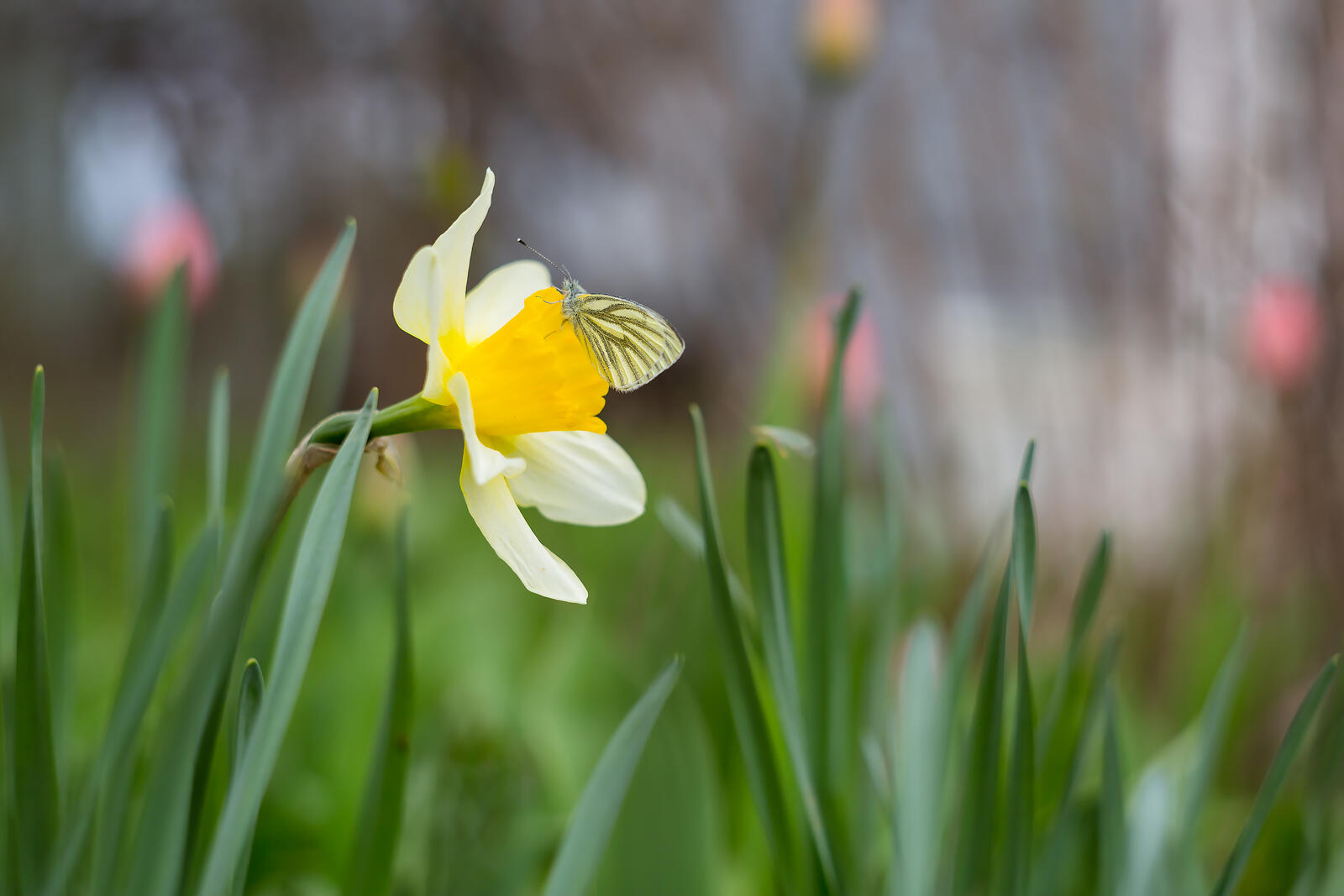 Free photo Butterfly and Narcissus