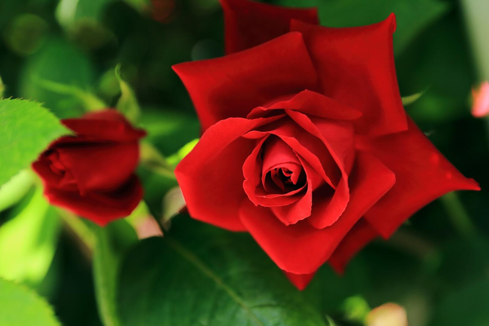 Обои обои красная роза красная роза бутон на рабочий стол