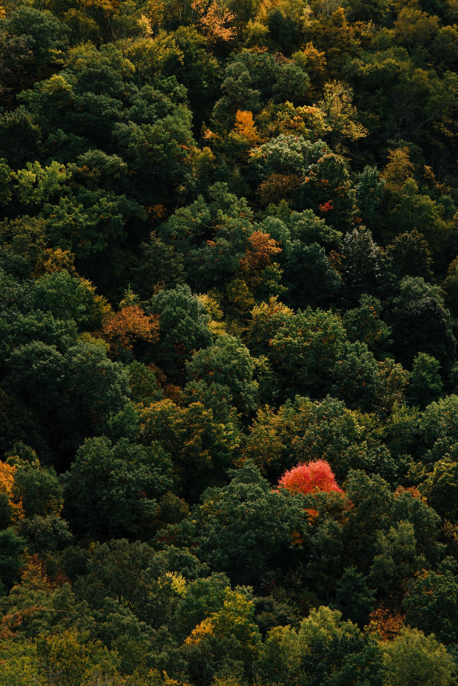 Wallpapers wallpaper trees aerial view forest on the desktop