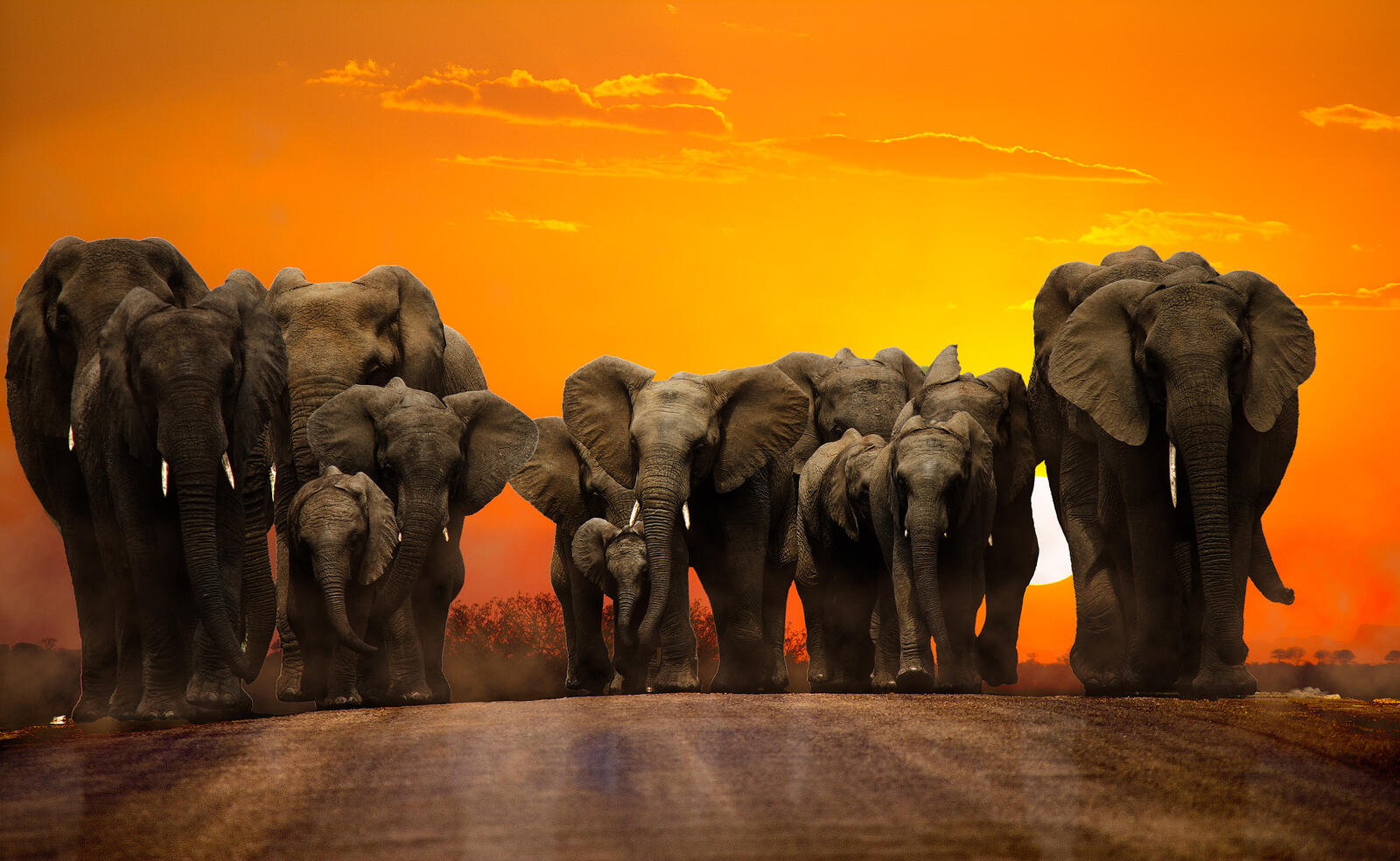 Wallpapers sunset road elephants on the desktop