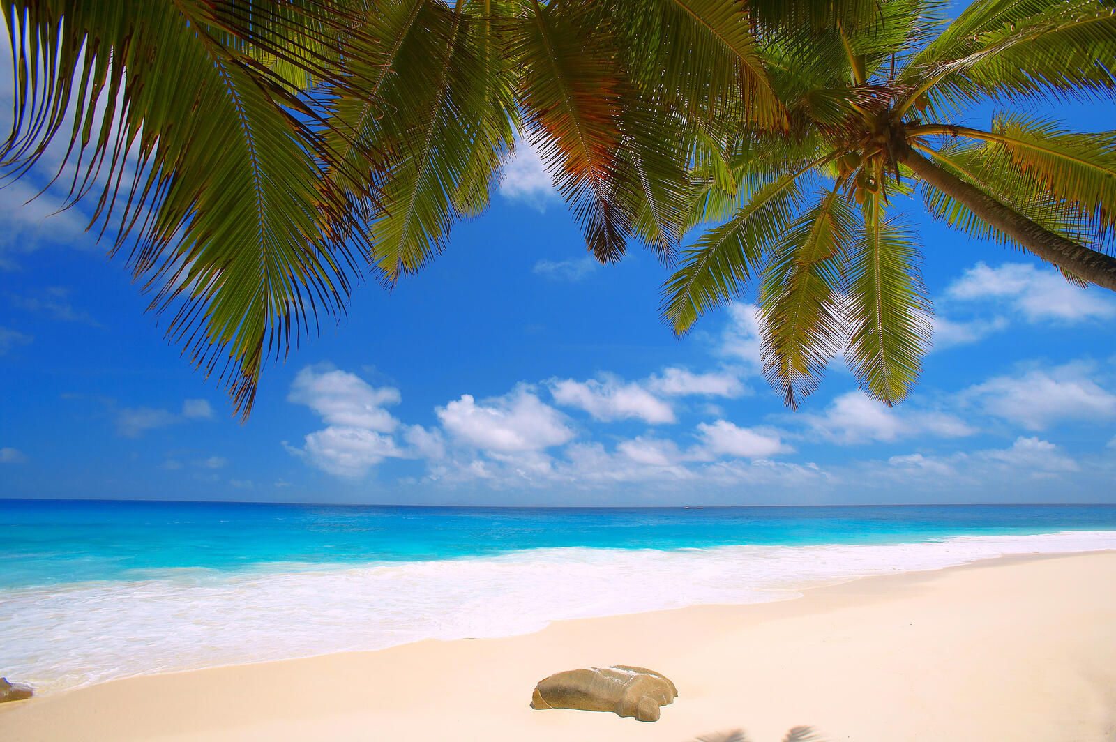 Обои пальмы море песчаный пляж на рабочий стол