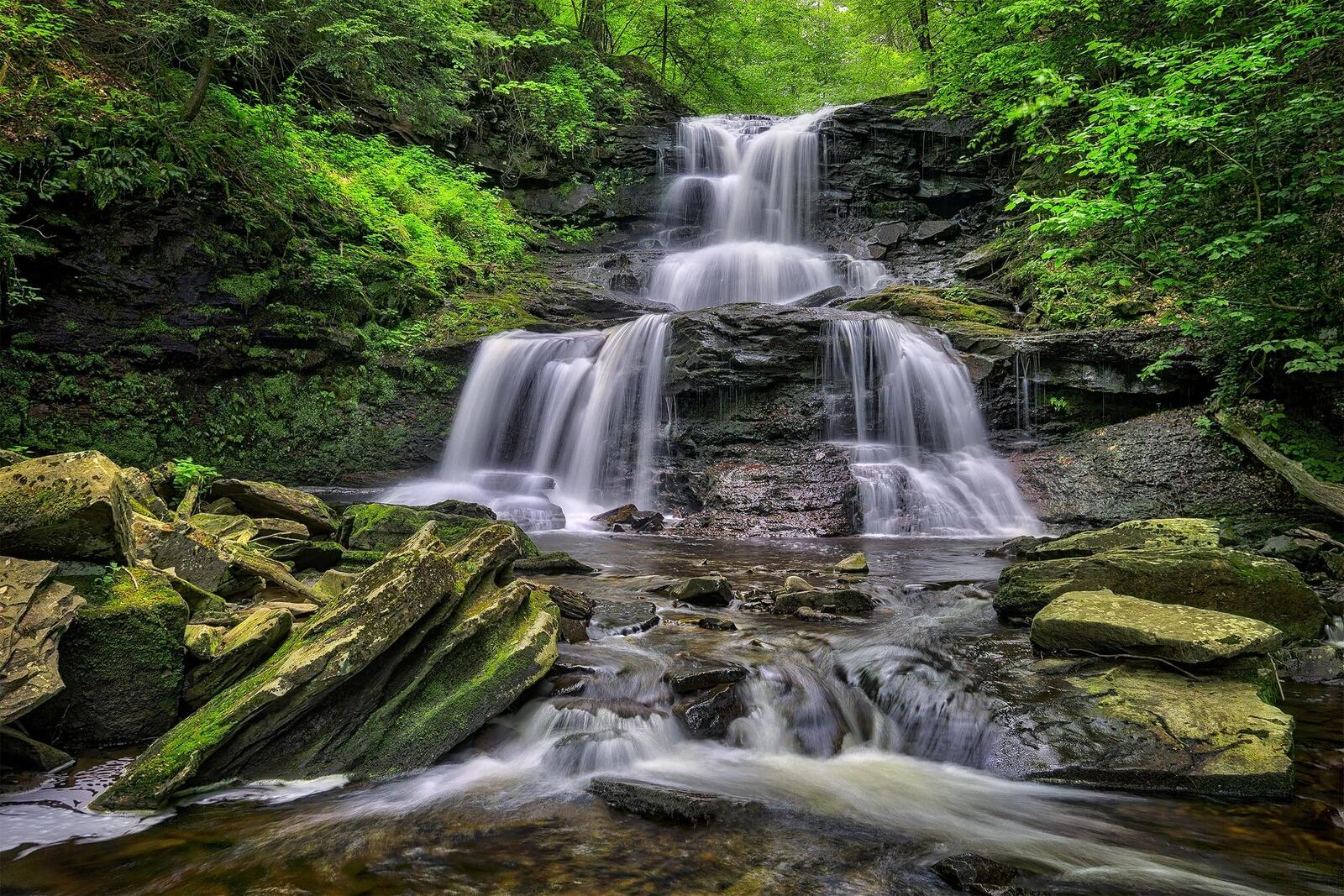 Wallpapers trees waterfall Ricketts Glen State Park on the desktop