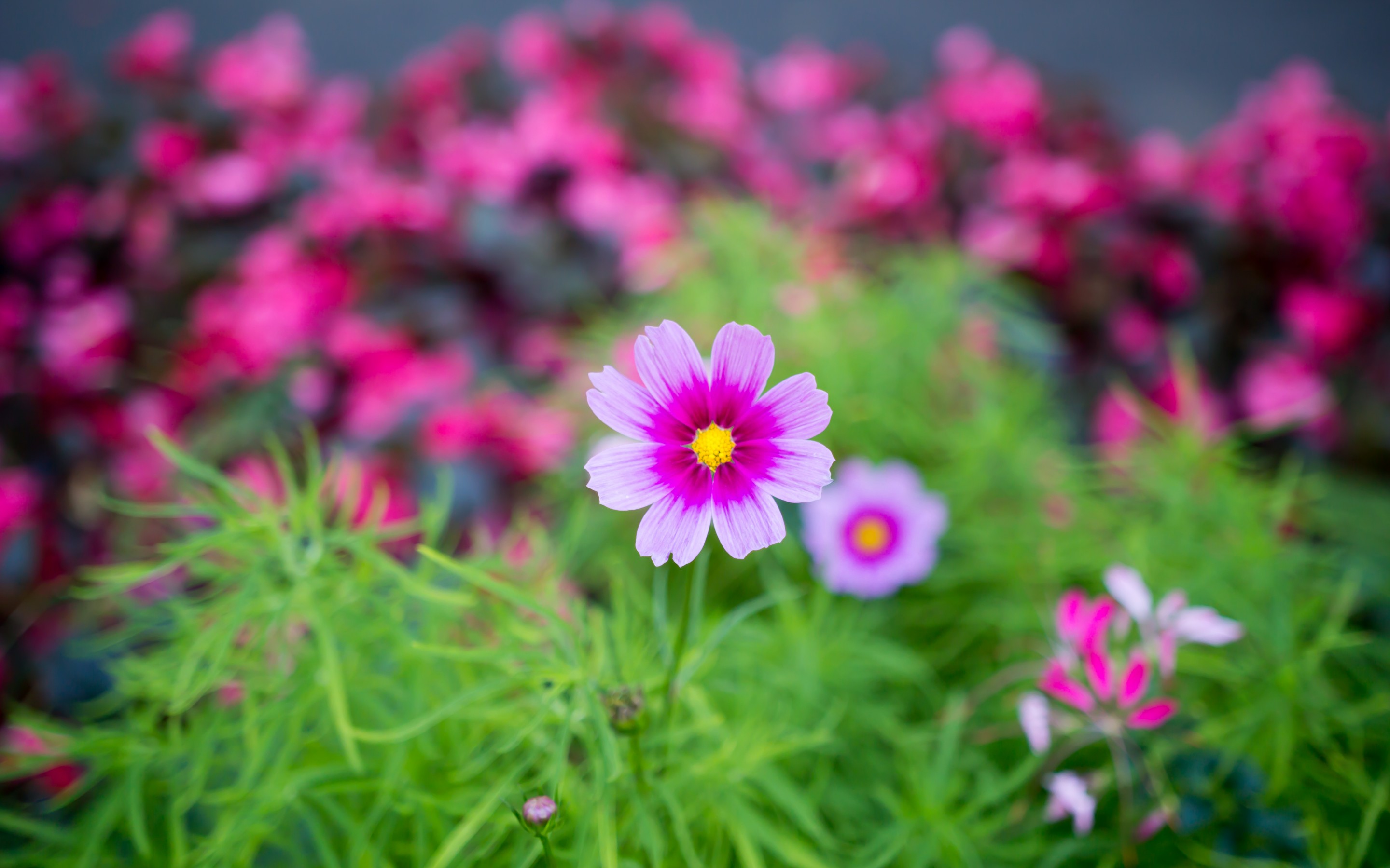 Photo free garden, wallpaper, flower