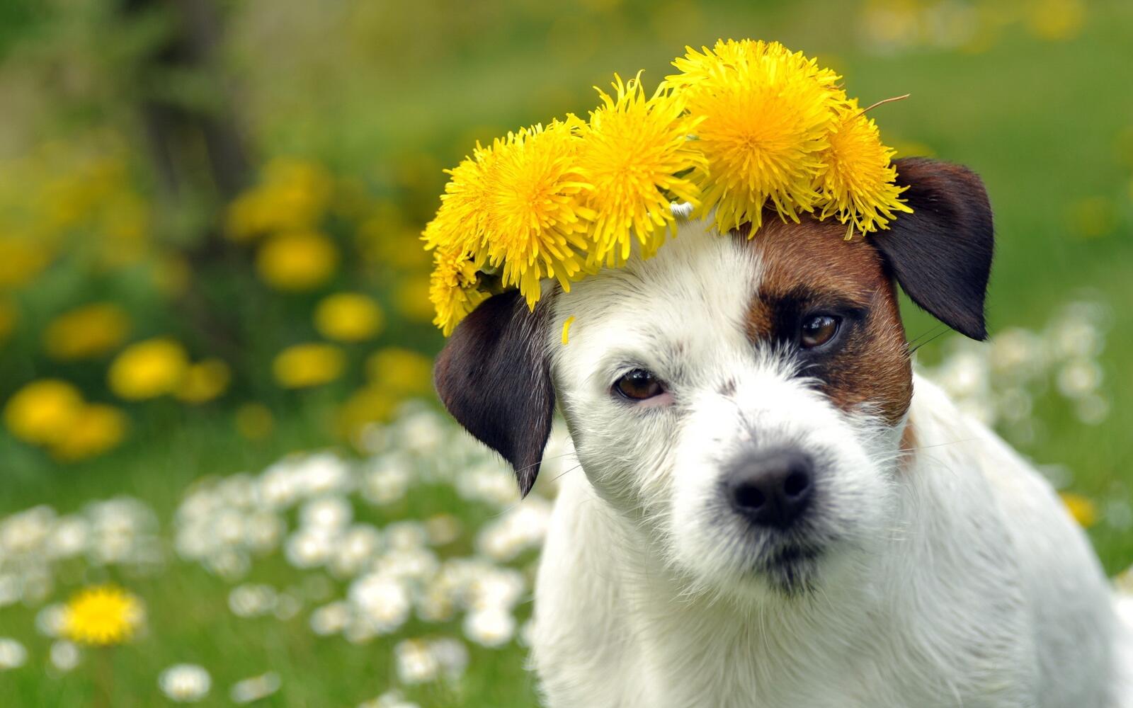 免费照片一只头上开满黄花的小狗。