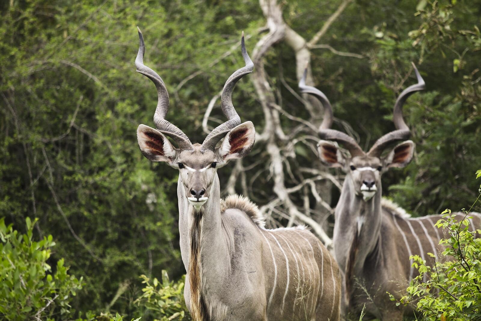 Free photo Kudu antelopes stare at the photographer