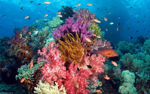 среда обитания каменистый коралл море
