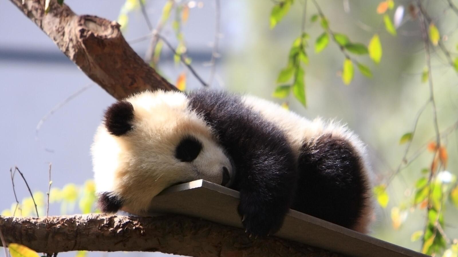 桌面上的壁纸大熊猫 甜味 木材
