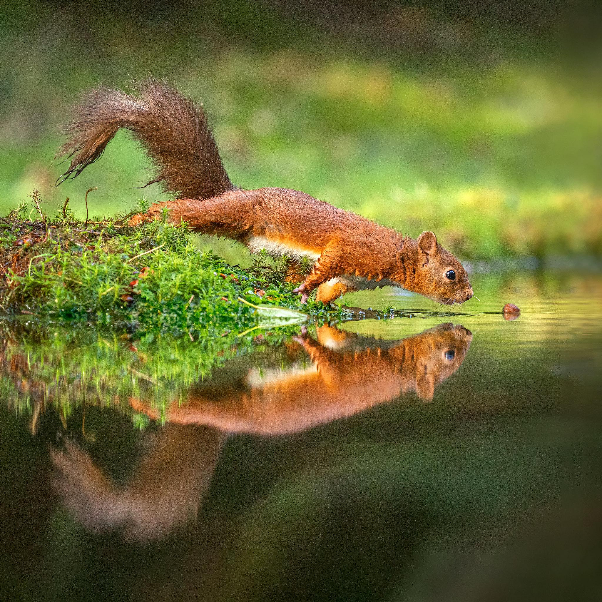 A curious squirrel reaches for a nut in the lake