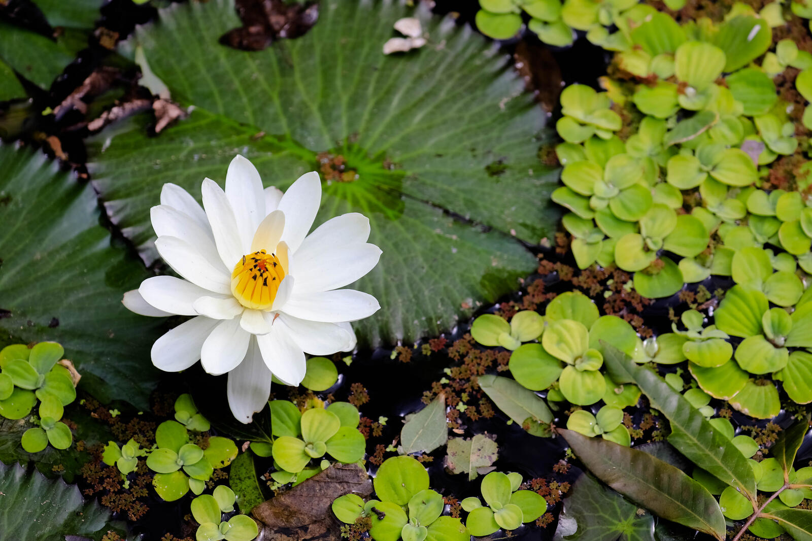 Wallpapers water lilies white flowers water lily on the desktop
