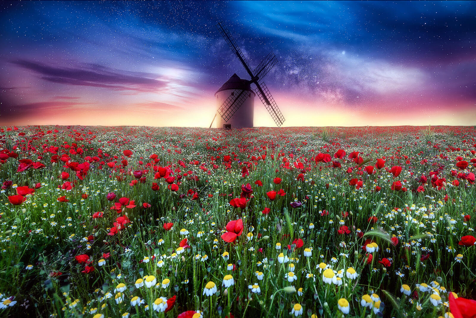 Wallpapers sunset windmill daisies on the desktop