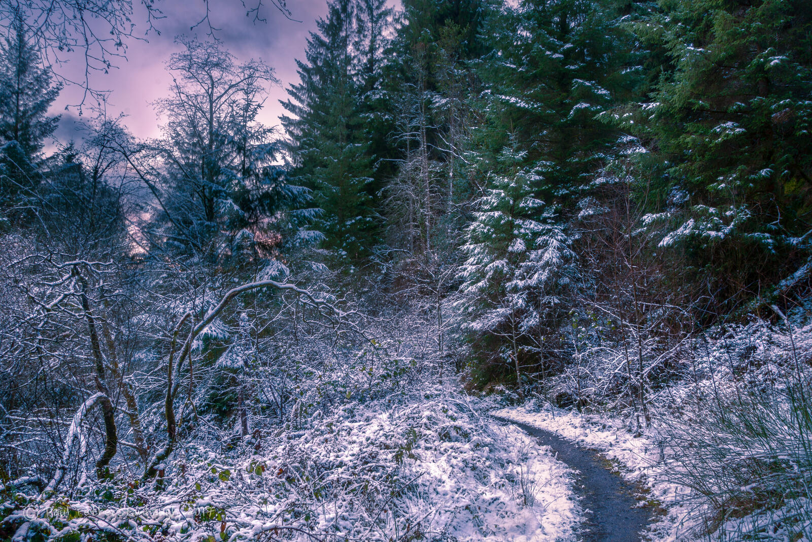 Wallpapers winter twilight forest on the desktop