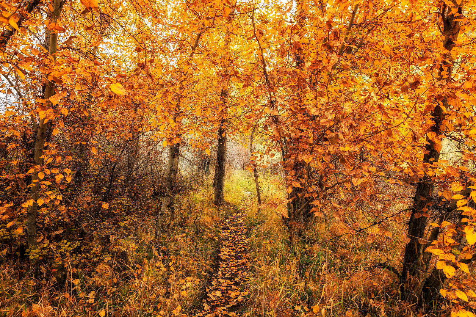 Wallpapers autumn Pathway road in the forest on the desktop